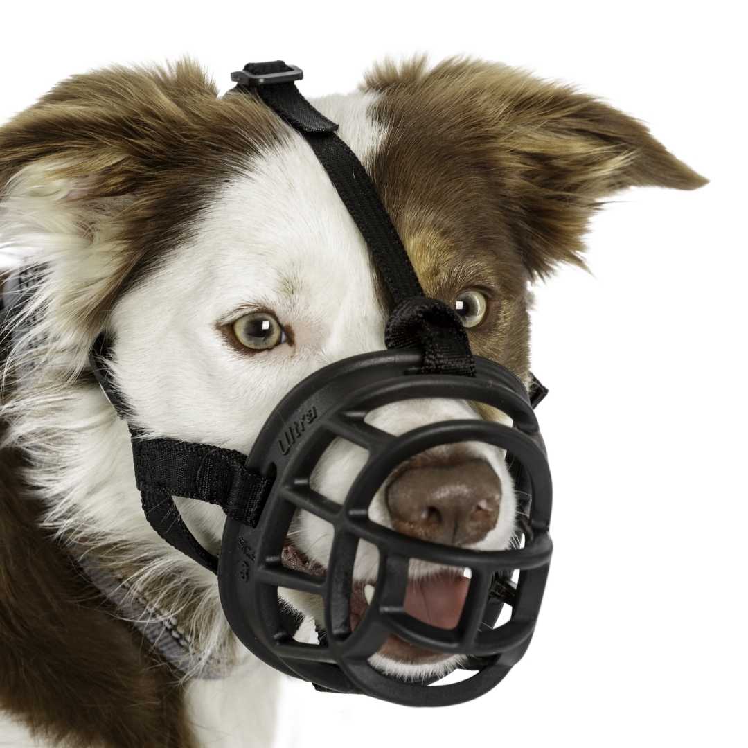 Baskerville Ultra Muzzle Sz 3