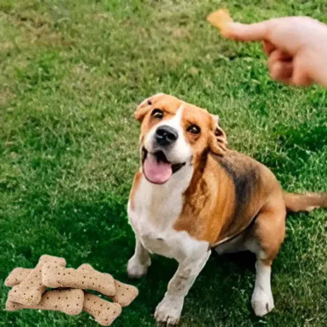 Black Dog Bigga Biscuit 1kg