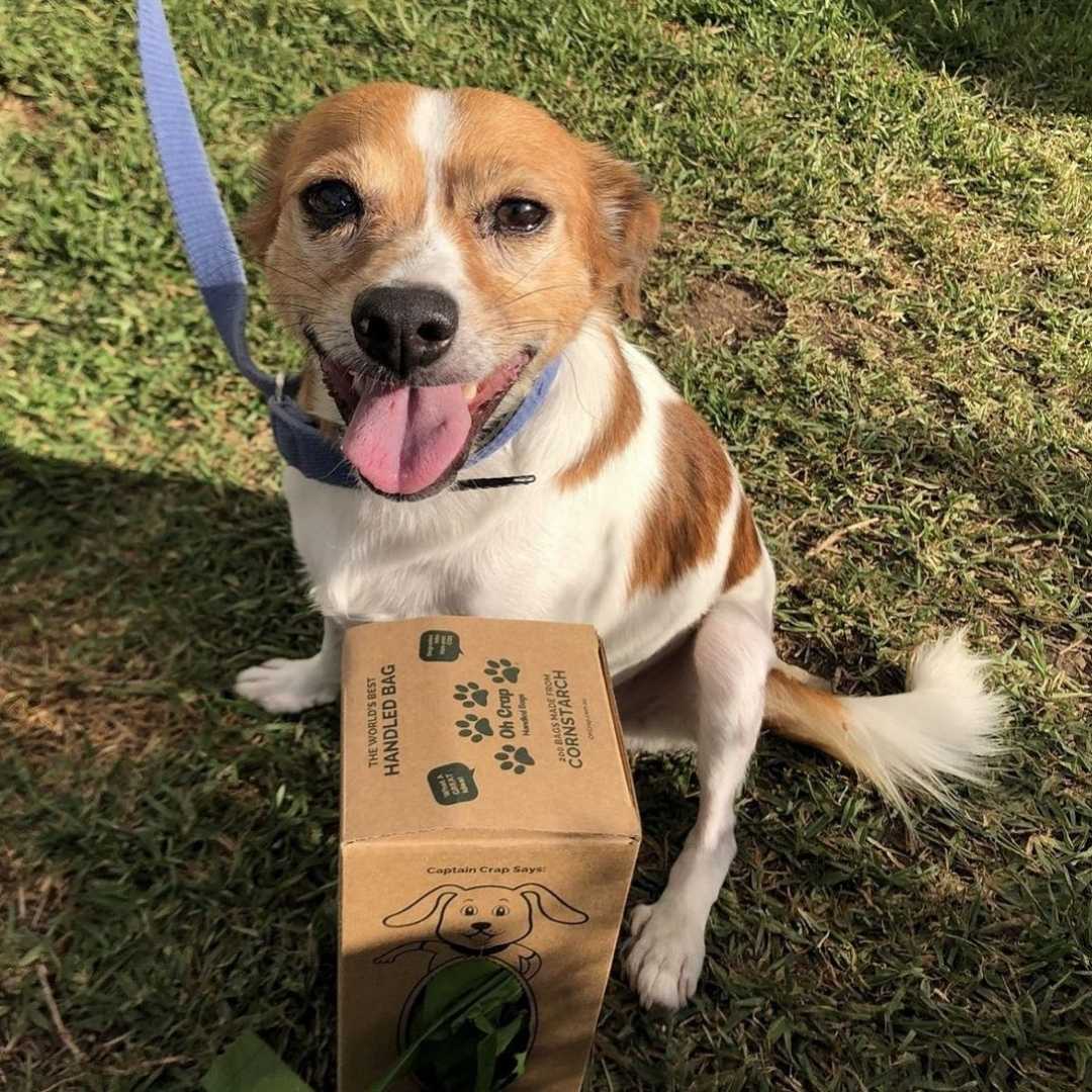 Oh Crap Oh Crap Dog Poop Bags - 200 Bags | Compostable Handled | Amazing Brands ...